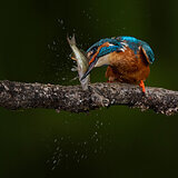 Kingfishers